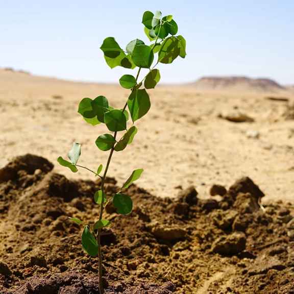 A newly planted tree stands resilient in the desert, symbolizing hope and the beginnings of ecological restoration through SEKEM’s regenerative efforts.