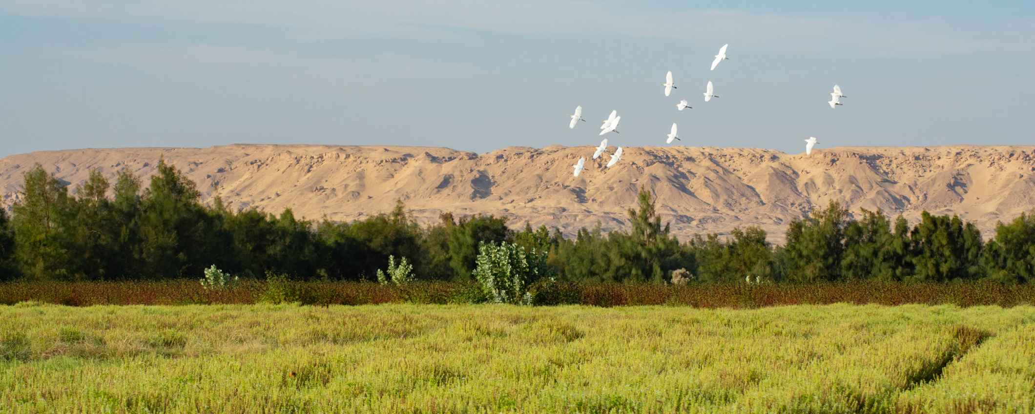 SEKEM’s regenerative approach transforms barren land into thriving green farmland and restored ecosystems.
