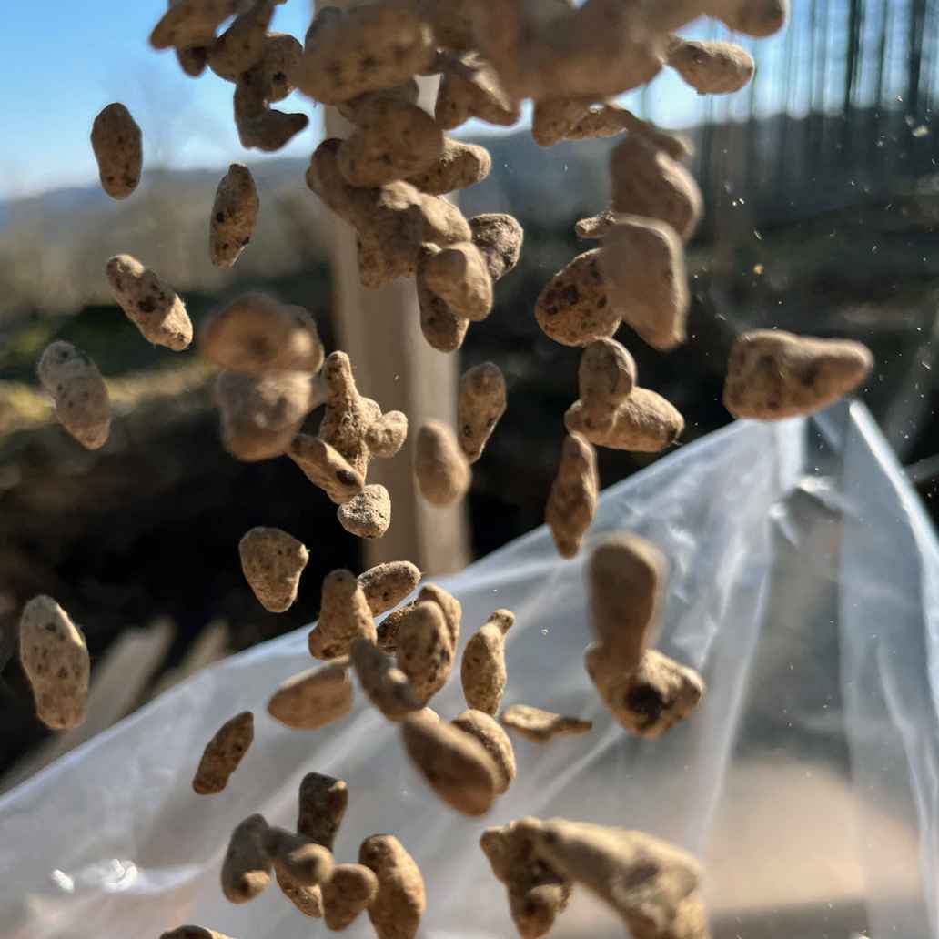A mixture of seeds Skyseed plants.