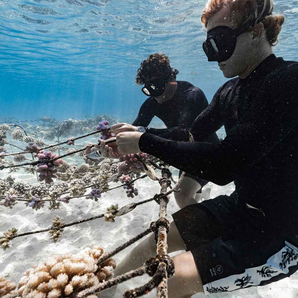 Two men in diving gear planting coral in the sea.