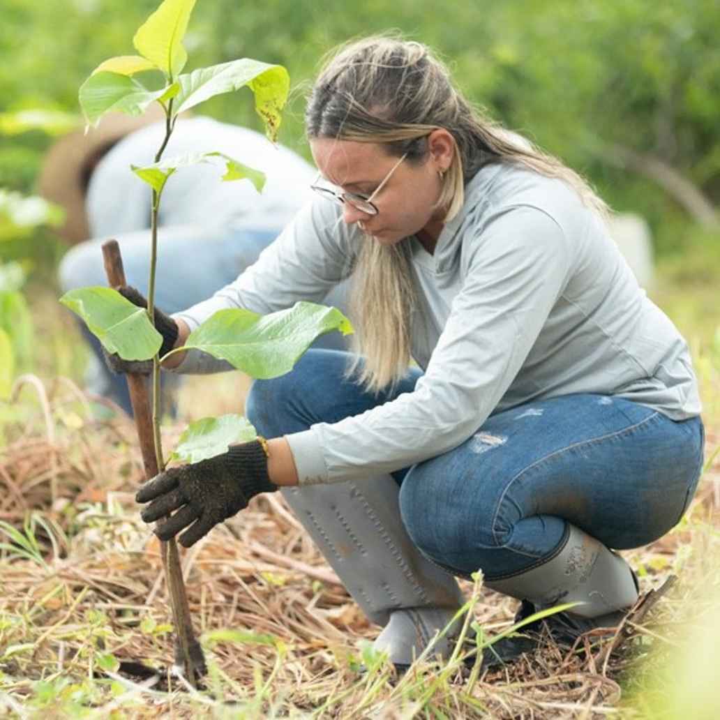 Planting trees in the field