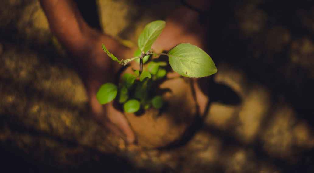 Planting a tree.
